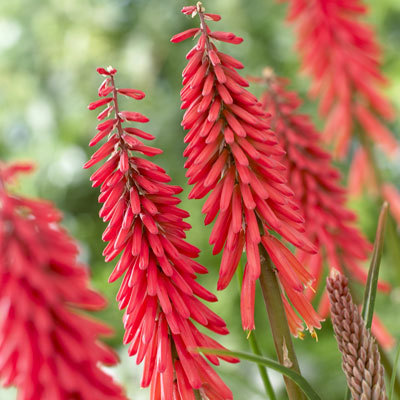 Kniphofia uvaria 'Red Rocket'